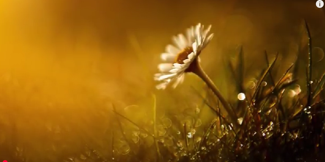 Fantasy Harp Music