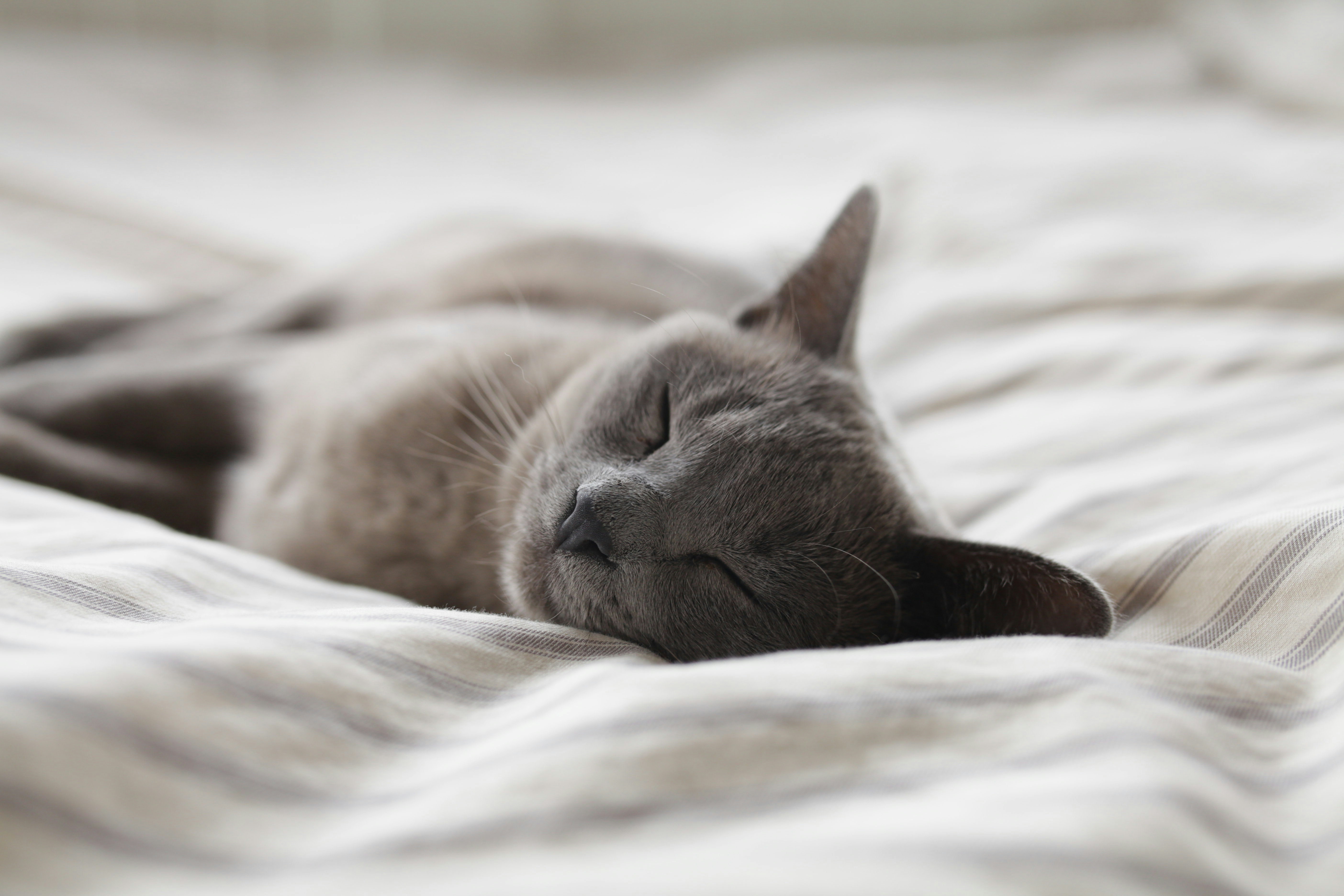 The Role of Genetics in Sleep Patterns