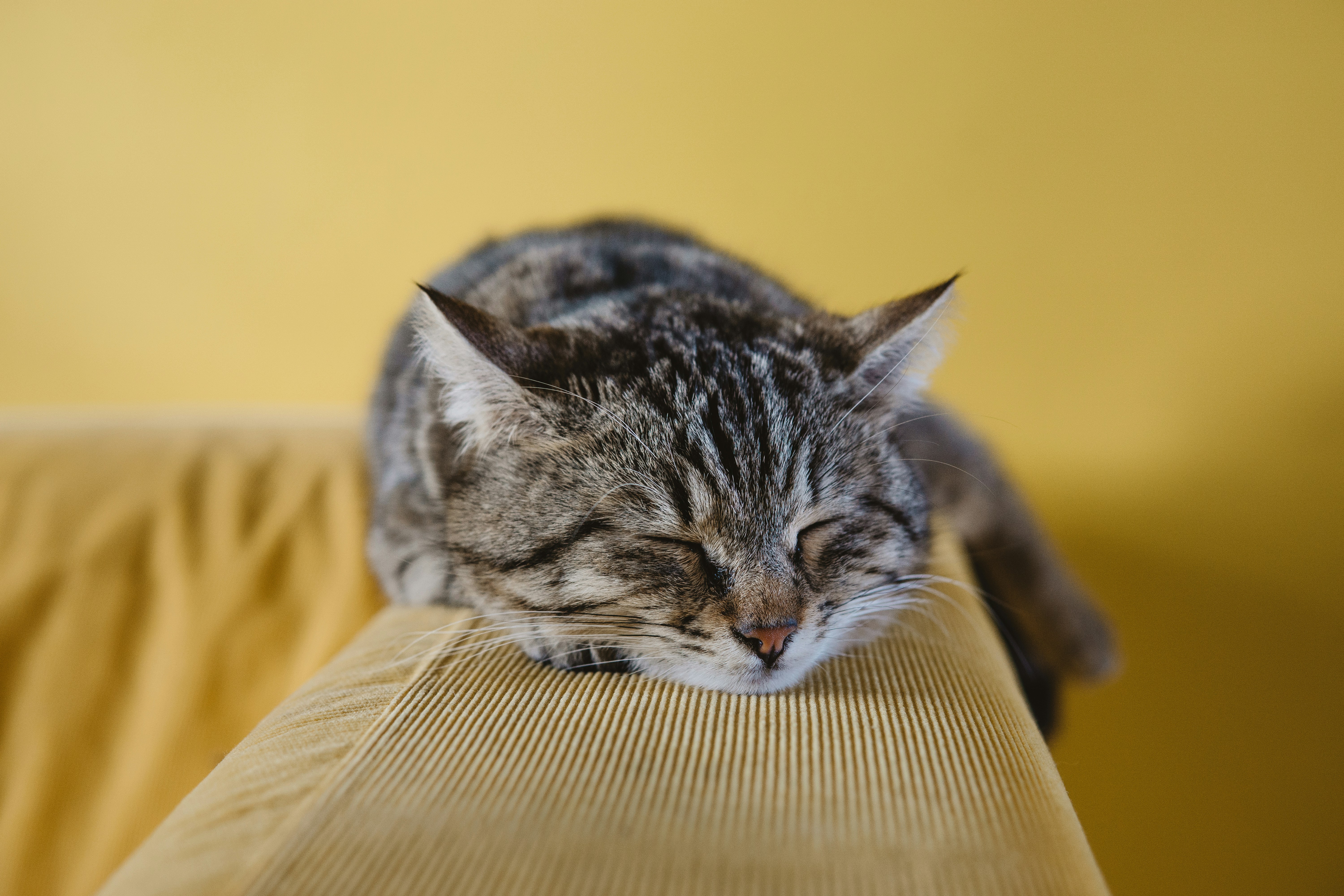Sleep Hygiene: Daily Habits for Better Rest